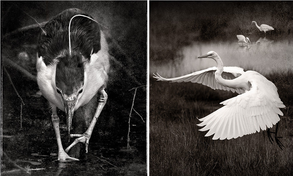 NYC Bird Alliance - 2025 Fall Roost - Silent Auction