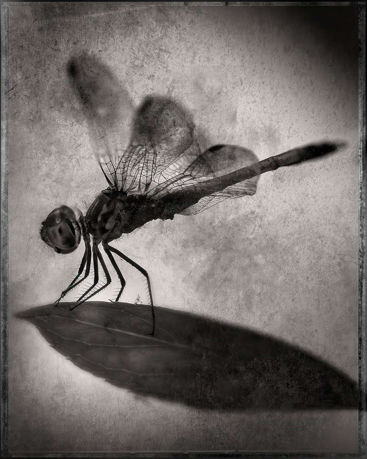 David Sim Insects Insects– Robert David Atkinson