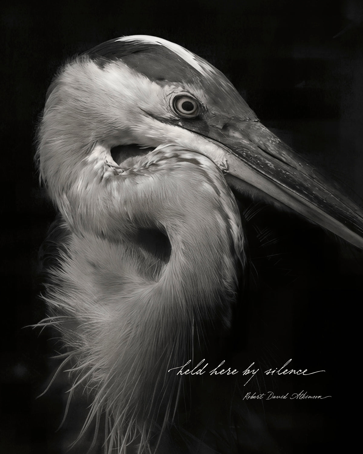 Held Here by Silence– Robert David Atkinson