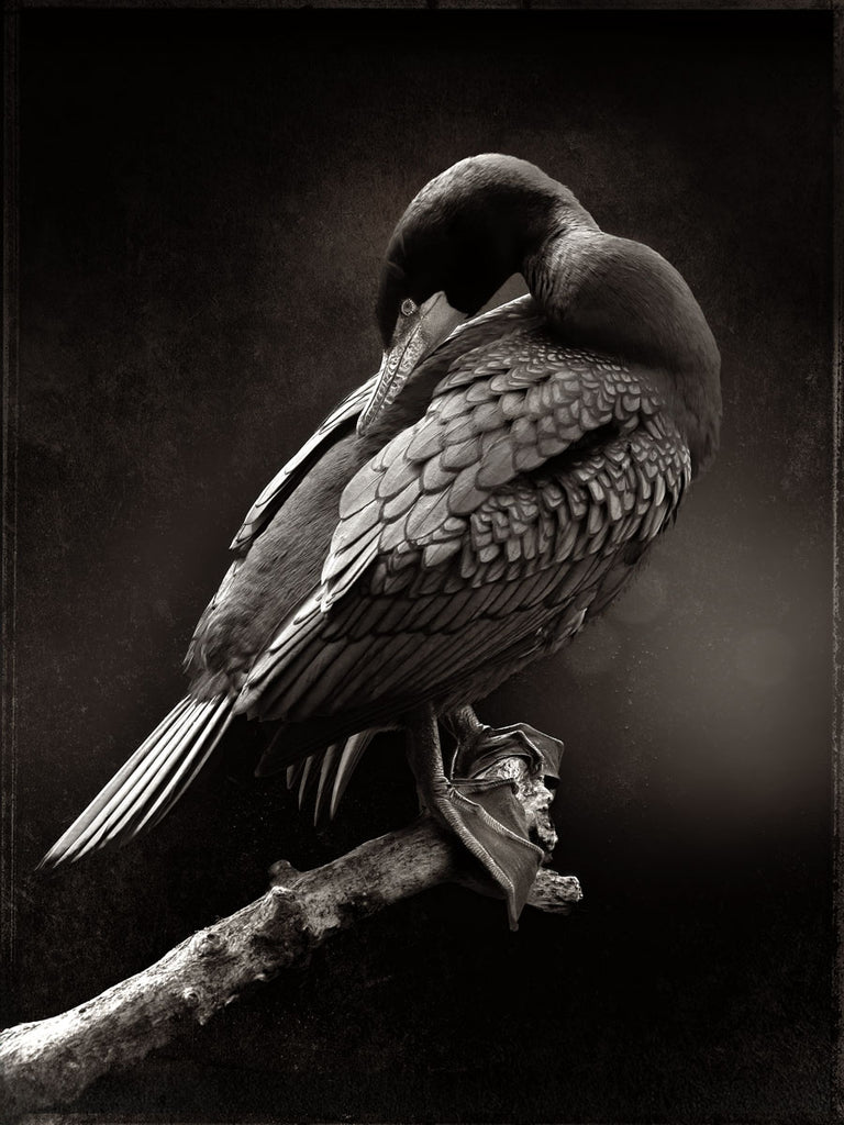 Cornell Lab - Living Bird Magazine