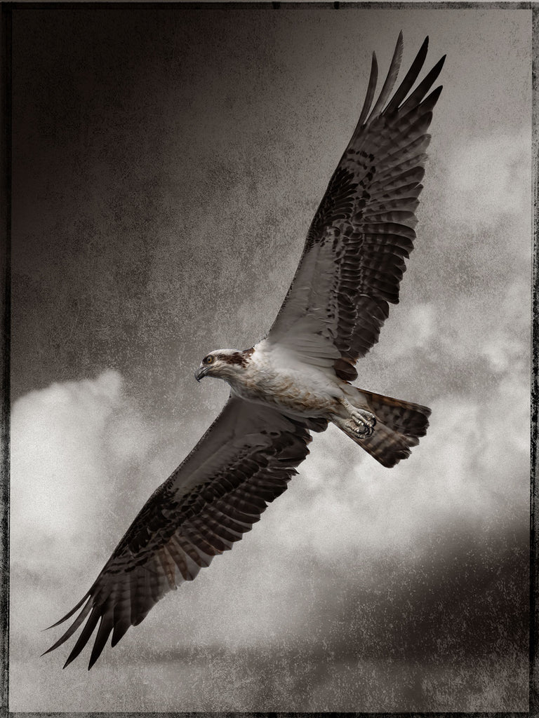 The Osprey #2– Robert David Atkinson
