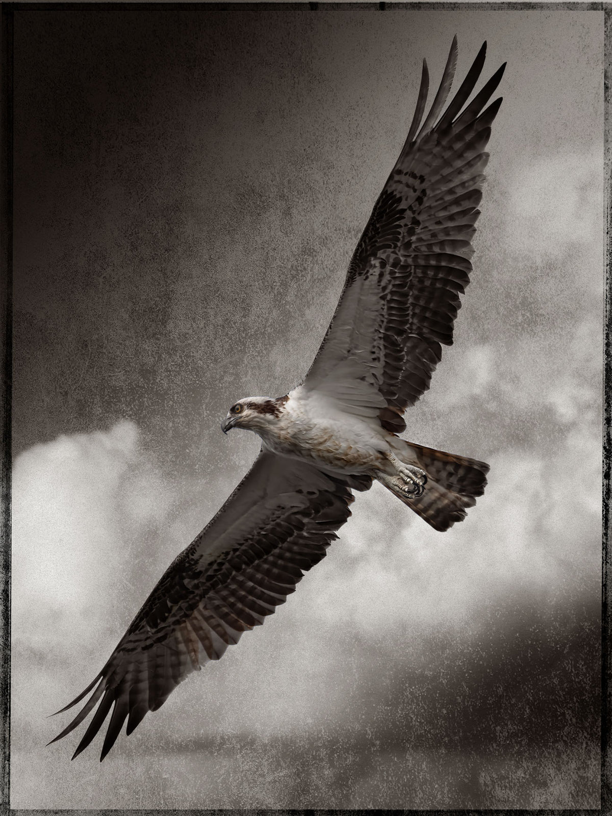 The Osprey #2– Robert David Atkinson